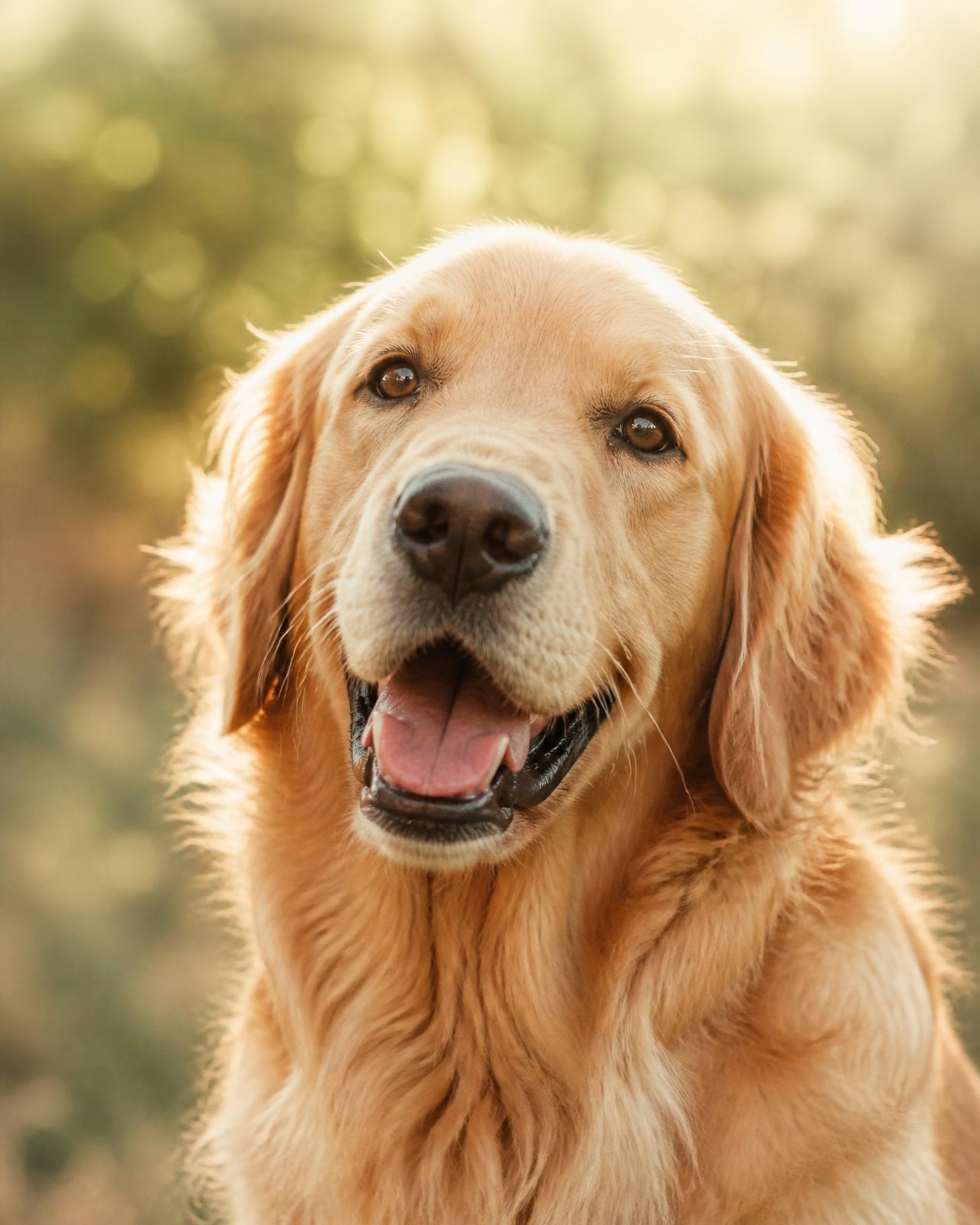 Golden retriever smiling in warm sunlight